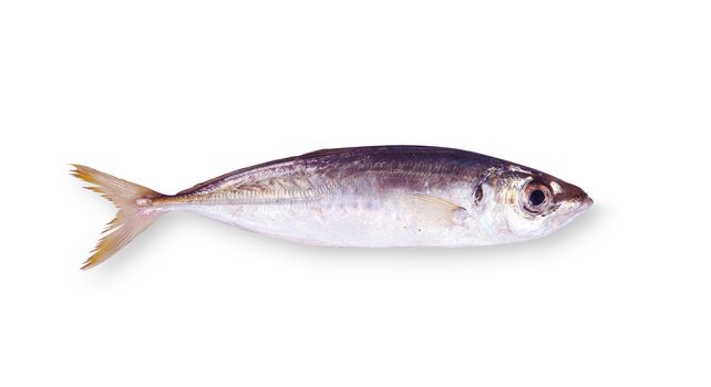 fresh anchovy on white background