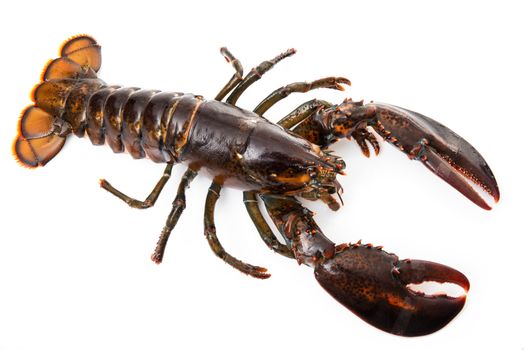 delicious lobster on white background