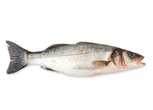 fresh bass on white background