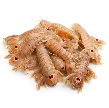 fresh mantis shrimps on white background
