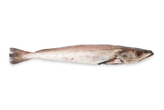 fresh hake on white background