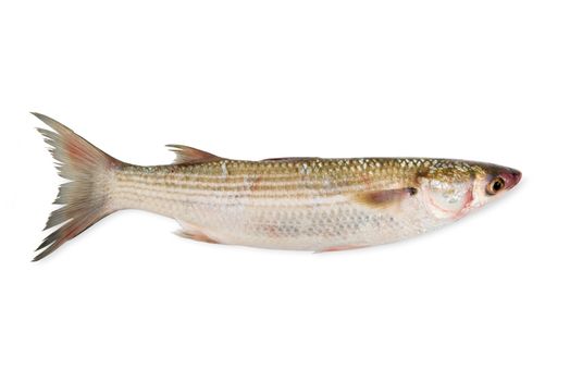 fresh mullet on white background