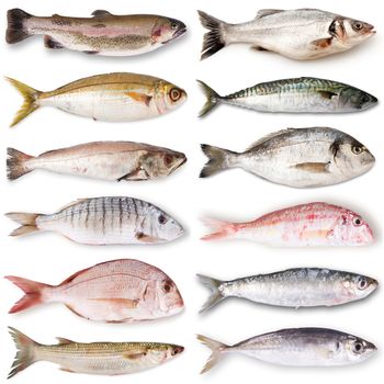 fresh fish collage on white background