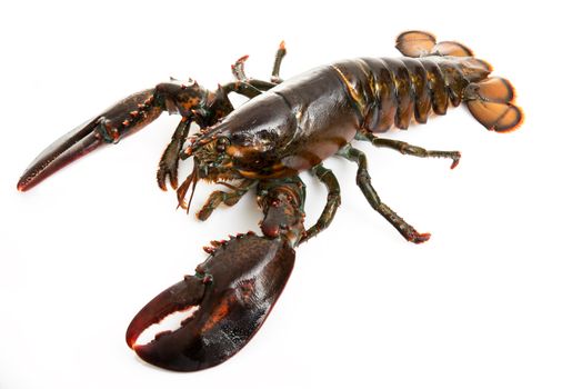 delicious lobster on white background