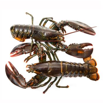 delicious lobsters on white background