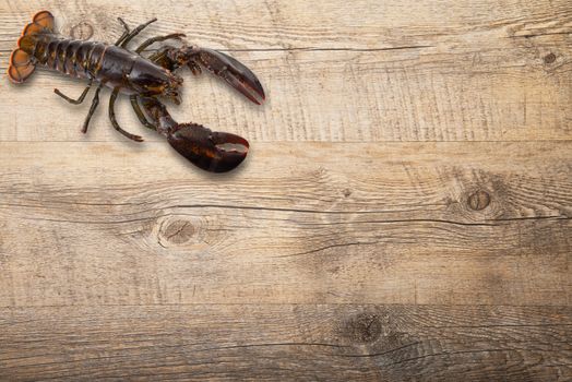 delicious lobster on wooden background