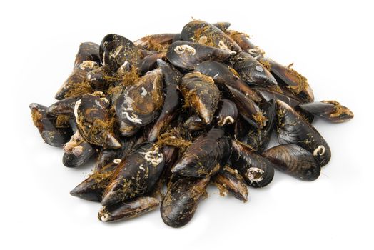 isolated fresh mussels on white background