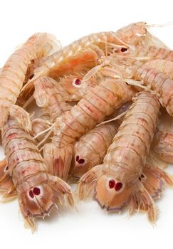 fresh mantis shrimps on white background