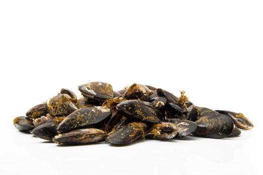 isolated fresh mussels on white background