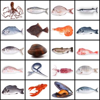 fresh fish collage on white background