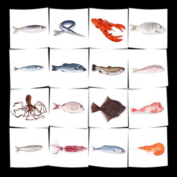 fresh fish collage on white background