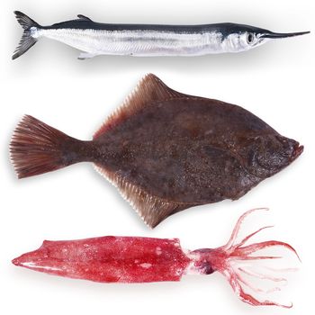 fresh fish collage on white background