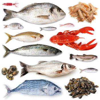 fresh fish collage on white background