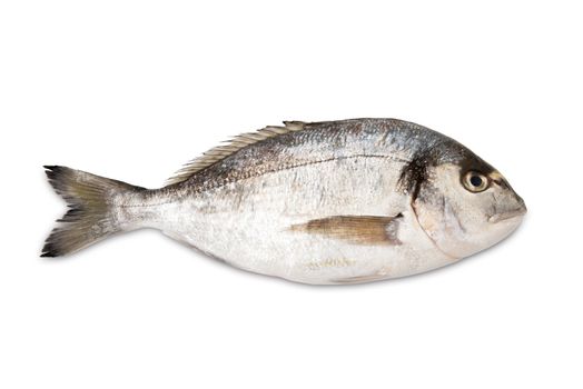 fresh bream on white background