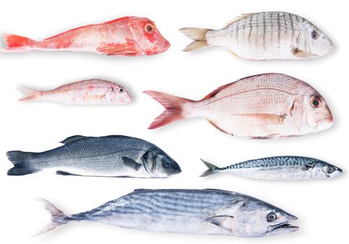 fresh fish collage on white background