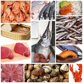 fresh fish collage on white background