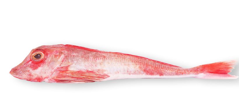 fresh fish on white background