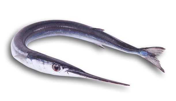 fresh garfish on white background