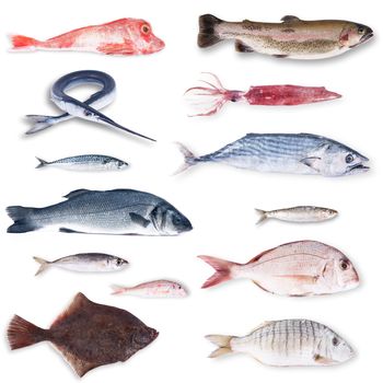 fresh fish collage on white background