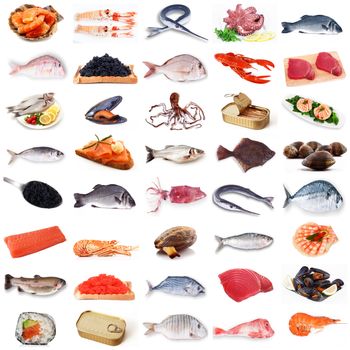 fresh fish collage on white background