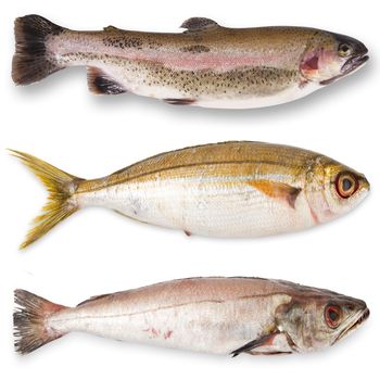 fresh fish collage on white background