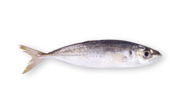 fresh anchovy on white background