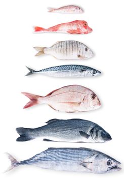 fresh fish collage on white background