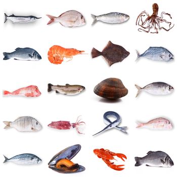 fresh fish collage on white background