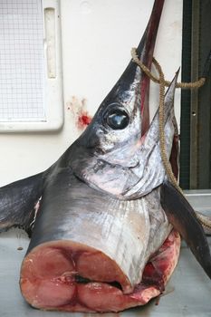 fresh swordfish at the market