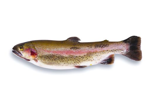 fresh trout on white background