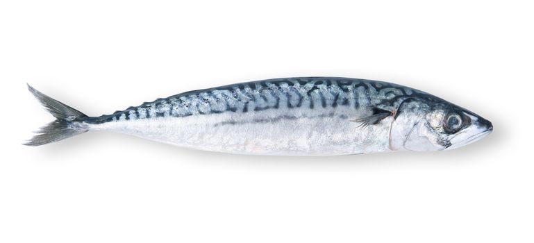 fresh mackerel on white background