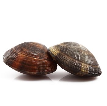 isolated fresh clams on white background