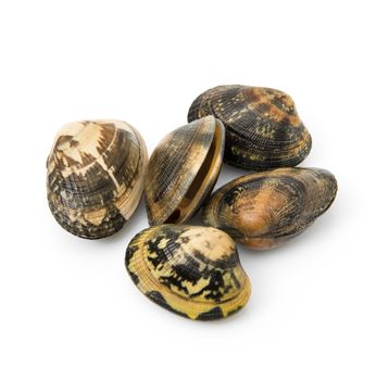 isolated fresh clams on white background