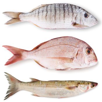 fresh fish collage on white background