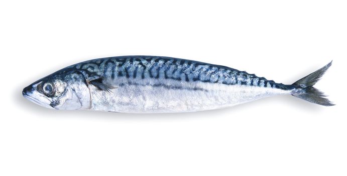 fresh mackerel on white background
