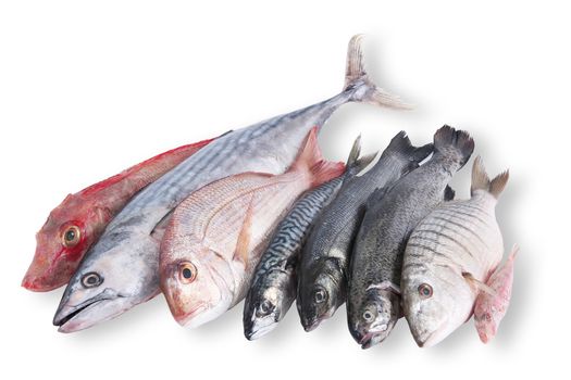 fresh fish collage on white background