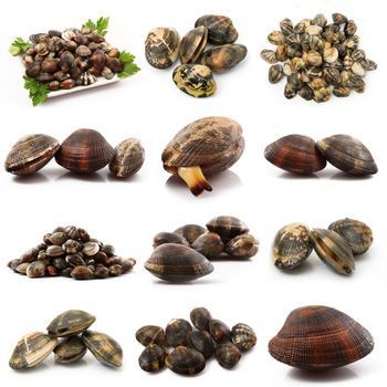 isolated fresh clams collage on white background