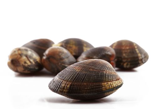 isolated fresh clams on white background