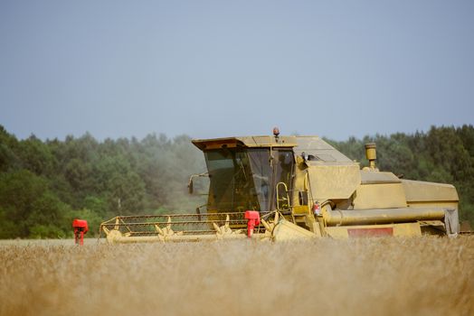 Combine harvesting the rape field at summer