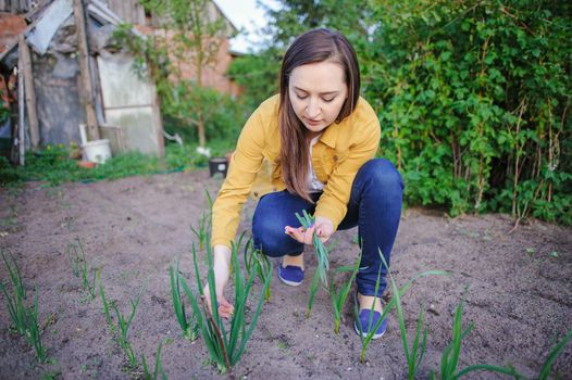 close-up of the onion plantation in the vegetable garden