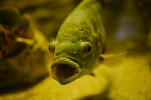 Sea life: exotic tropical coral reef fish