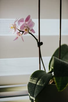 Pink Orchid Flowers with green leaves growing in white pot