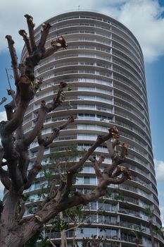 Pruned Tree at Round Condo Tower