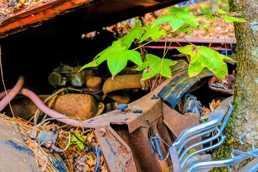 Tree Sprouting in Engine of Wrecked Car in Junkyard