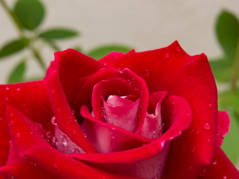 Closeup of a red rose flower with blurred background and water droplets on its petals.