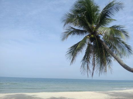 coconut tree on the beach with blue sky