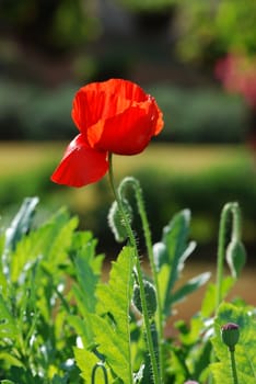 Opium Poppy flower with green leaves