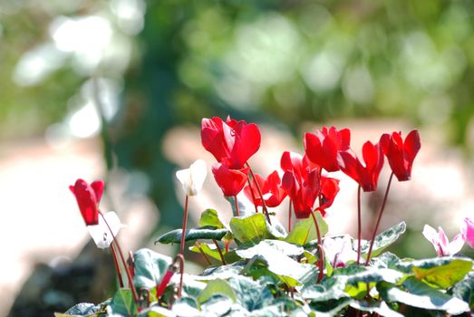 Red flower in winter season in Thailand.