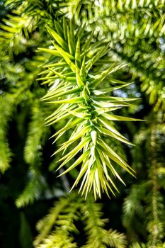 Branch of Araucaria araucana, Monkey puzzle tree, Monkey tail tree, or Chilean pine