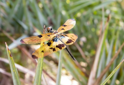 A dragonfly insect (Odonata infraorder Anisoptera), wild animal on Green Plant Leaves grass area. Animal themes and behavior. Nature Blooms background. Extreme close-up.